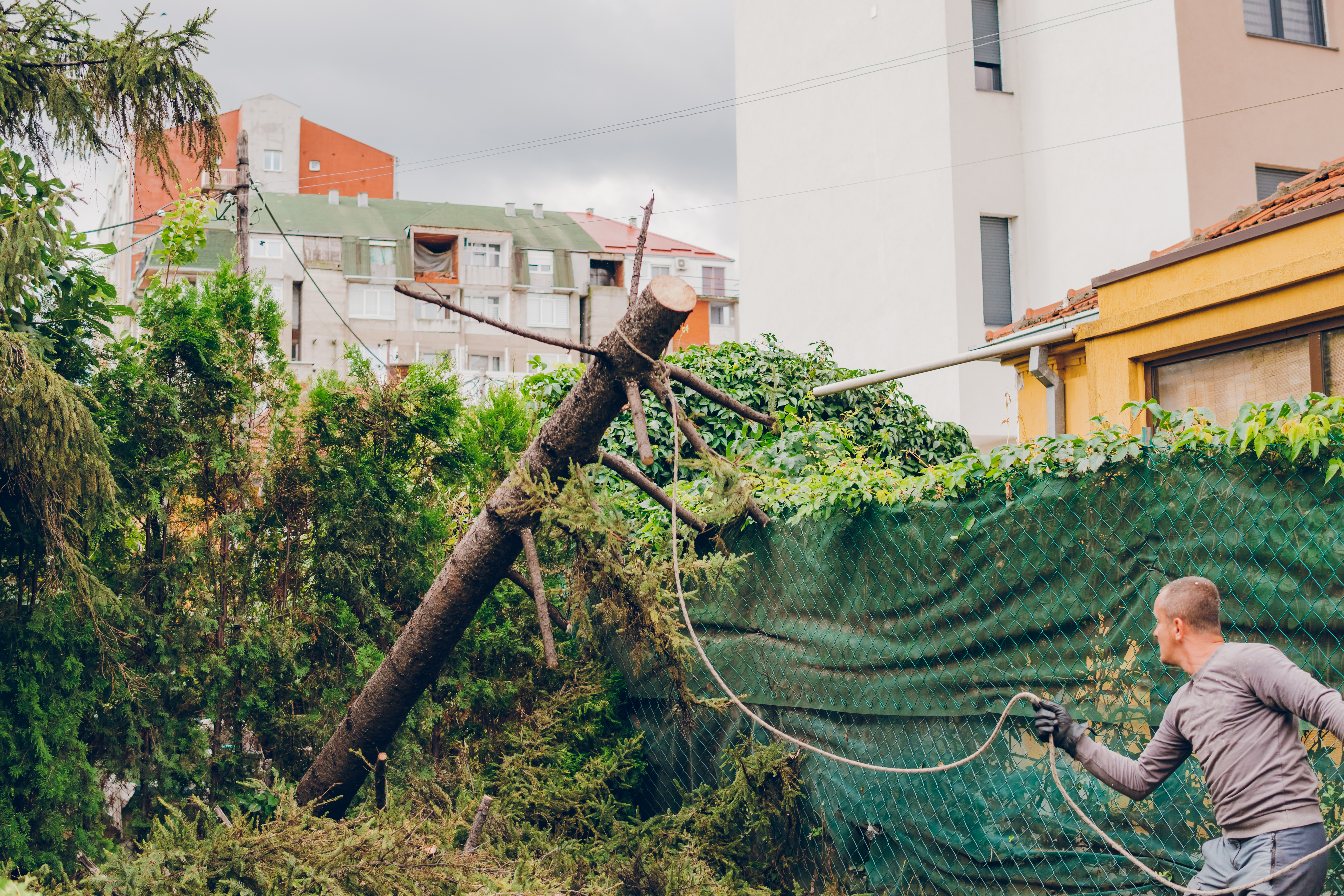 man helping remove a fallen tree